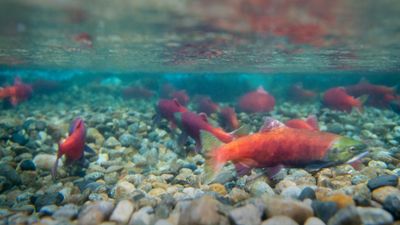 Live It Earth Ep 3 Kokanee Salmon