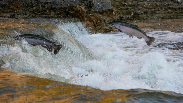 When Salmon Speak: Intercultural Respect and the Rights of Nature