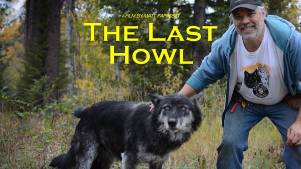 Twenty years with wolves: The Last Howl is now on The Green Channel