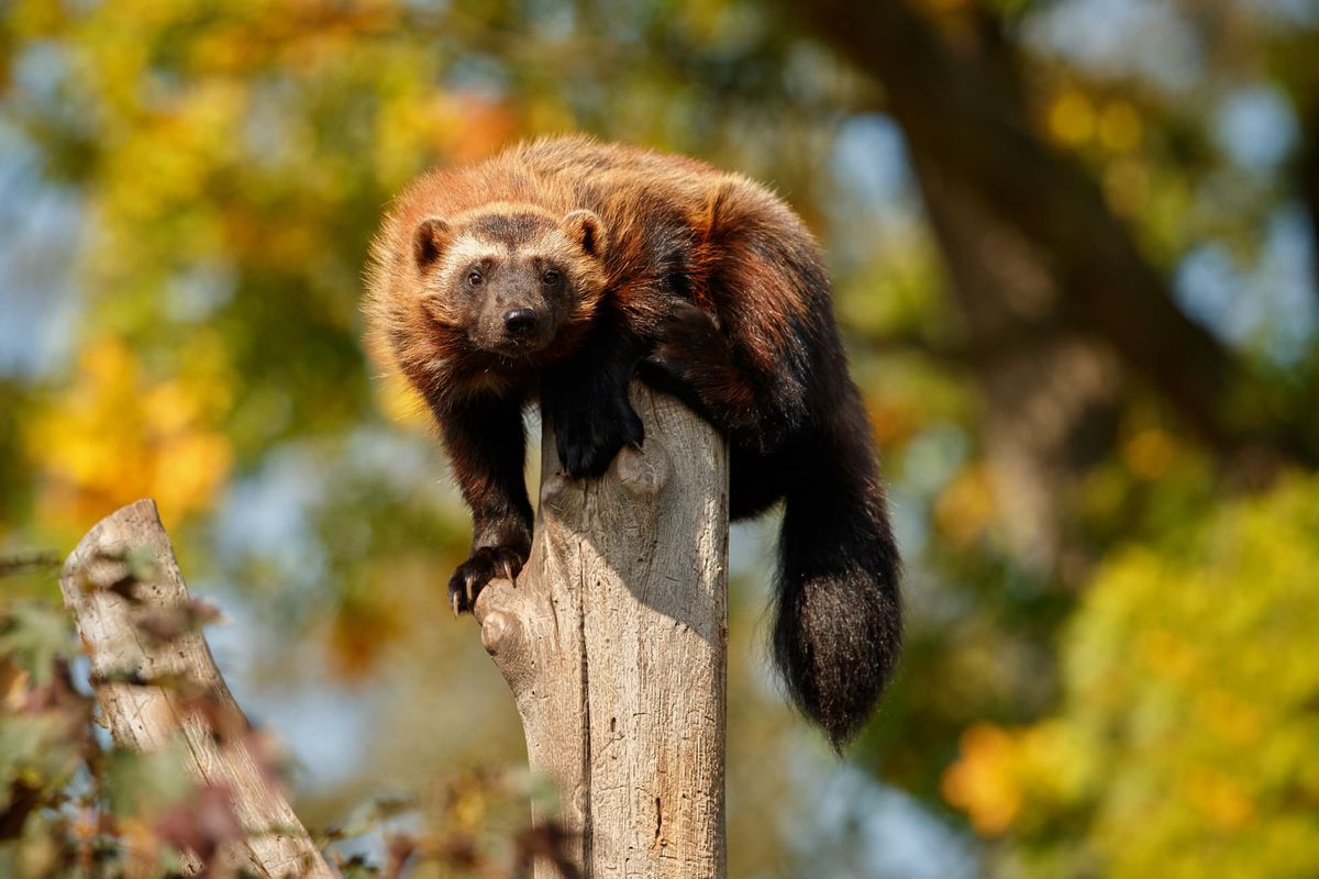 The Wolverine You Will Probably Never See: Chasing a Trace is now on The Green Channel