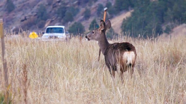 How Animals Cross the Trans-Canada Highway