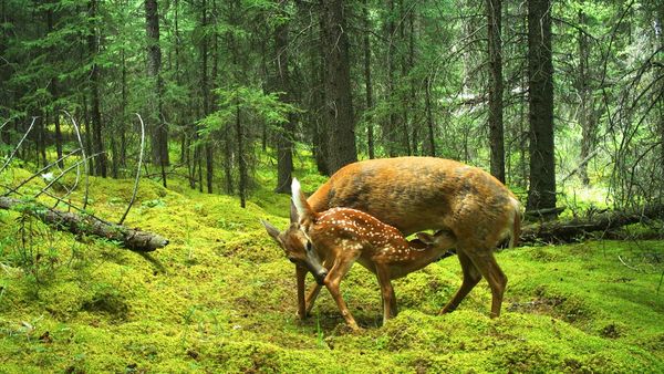 How Communities Learn to Share Their Home With Bears and Coyotes