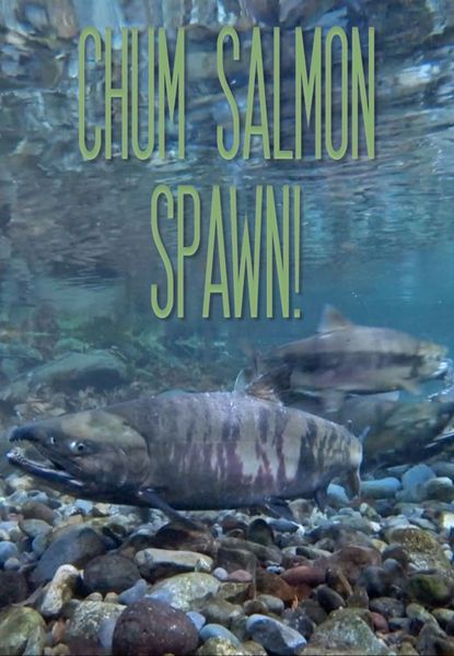 Chum Salmon Spawn