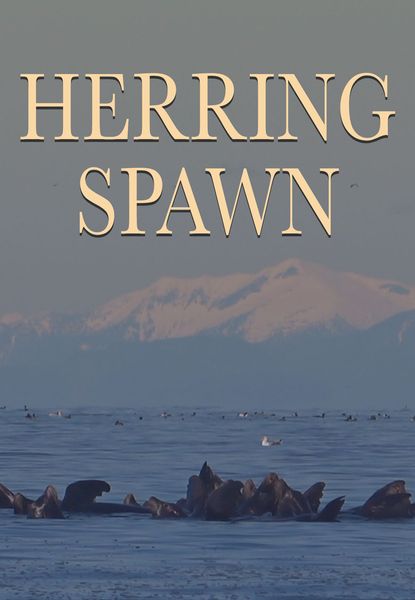 Herring Spawn