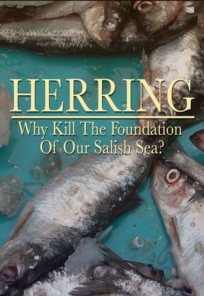 Herring: Why Kill The Foundation of Our Salish Sea?