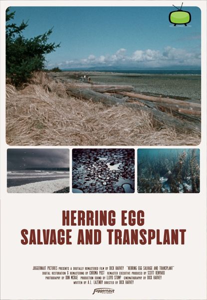 Herring Egg Salvage and Transplant